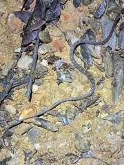 Leptodeira ashmeadii