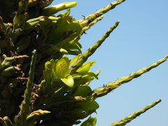 Puya chilensis