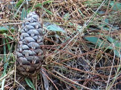 Pseudotsuga menziesii
