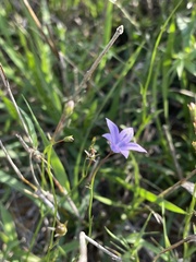 Wahlenbergia virgata