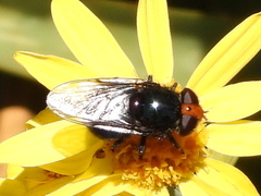 Copestylum nigripes