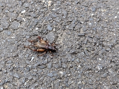 Duolandrevus coulonianus