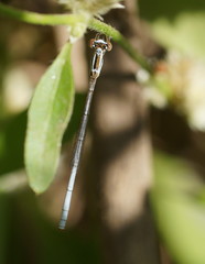 Agriocnemis argentea