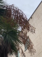 Arecaceae