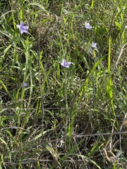 Wahlenbergia virgata