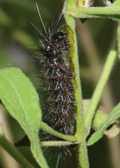 Pareuchaetes insulata