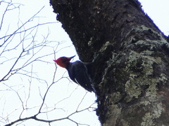 Campephilus magellanicus