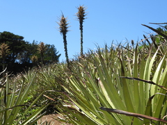 Puya chilensis