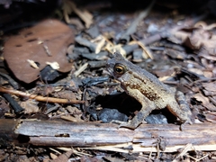 Ingerophrynus divergens