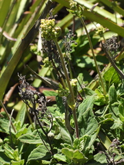 Calceolaria integrifolia