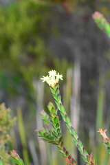 Gnidia oppositifolia