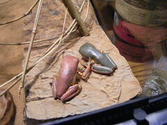 Pithecopus hypochondrialis