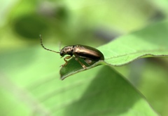 Lysathia