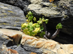 Oxalis megalorrhiza