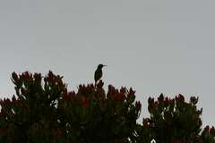 Anthobaphes violacea