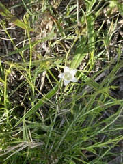 Wahlenbergia banksiana