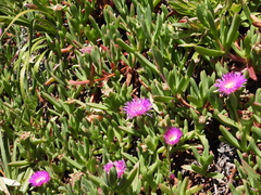 Carpobrotus chilensis