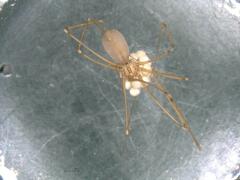 Pholcus opilionoides