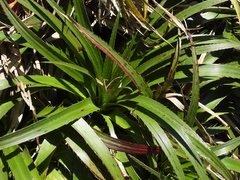 Eryngium paniculatum
