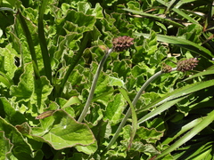 Francoa appendiculata