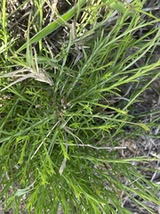 Wahlenbergia banksiana