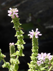 Stachys grandidentata