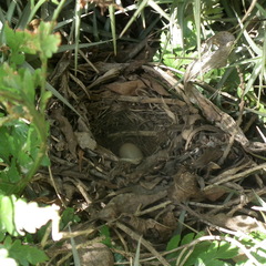 Cossypha caffra caffra