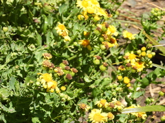 Senecio nigrescens