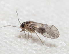 Peripsocus madidus