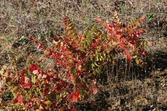 Rhus coriaria