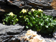 Oxalis megalorrhiza