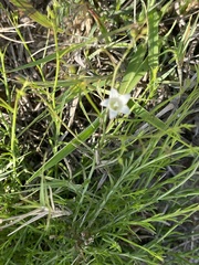 Wahlenbergia banksiana