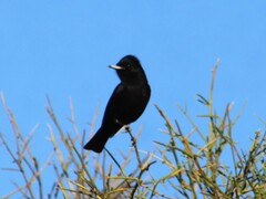 Knipolegus aterrimus