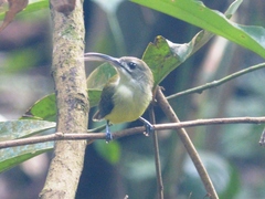 Arachnothera longirostra