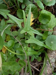 Araujia angustifolia