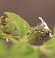 Peucetia rubrolineata