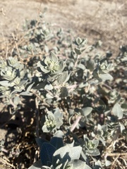 Atriplex leucophylla
