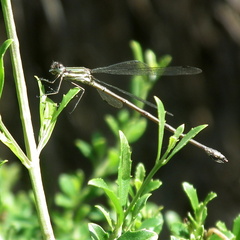 Lestes virgatus