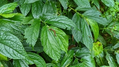 Elatostema platyphyllum
