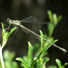 Lestes virgatus