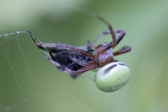 Araneus lathyrinus