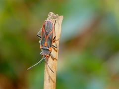 Caenocoris nerii