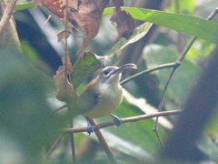 Arachnothera longirostra