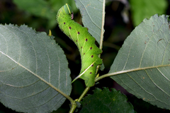 Smerinthus ocellata