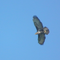 Buteo trizonatus