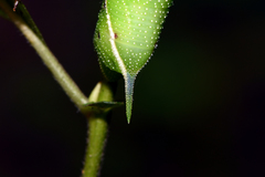 Smerinthus ocellata