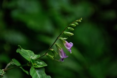 Asystasia dalzelliana