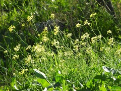 Diplotaxis catholica