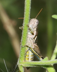 Paraidemona