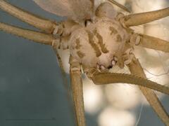 Pholcus opilionoides